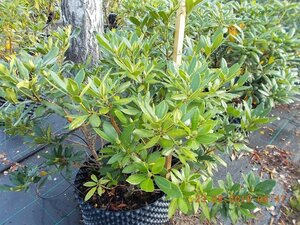 Rhododendron ponticum PAARS 100-120 cm met kluit - afbeelding 3
