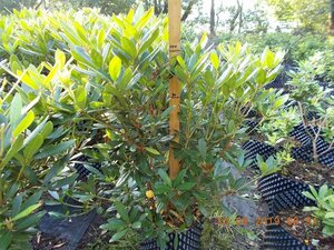 Rhododendron ponticum PAARS 100-120 cm met kluit - afbeelding 4