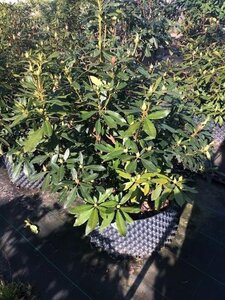 Rhododendron ponticum PAARS 100-120 cm met kluit - afbeelding 5