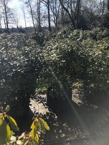 Rhododendron ponticum PAARS 100-120 cm met kluit - afbeelding 6