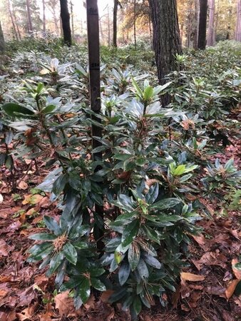 Rhododendron ponticum PAARS 100-120 cm met kluit - afbeelding 7