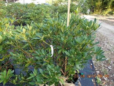 Rhododendron ponticum PAARS 100-120 cm met kluit - afbeelding 8