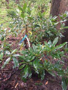 Rhododendron ponticum PAARS 100-120 cm met kluit - afbeelding 18