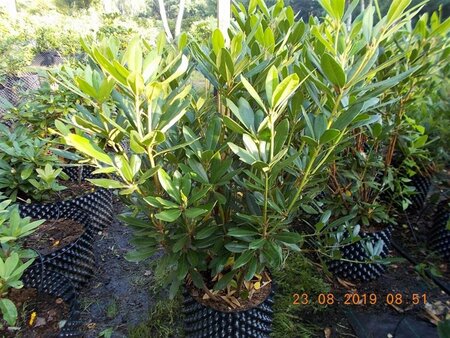 Rhododendron ponticum PAARS 100-120 cm met kluit - afbeelding 9