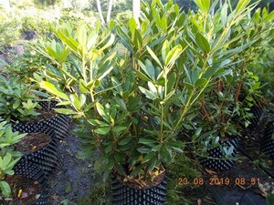 Rhododendron ponticum PAARS 100-120 cm met kluit - afbeelding 9