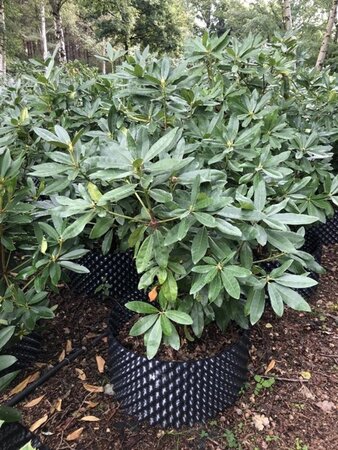Rhododendron ponticum PAARS 100-120 cm met kluit - afbeelding 10