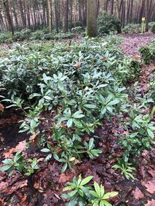 Rhododendron ponticum PAARS 100-120 cm met kluit - afbeelding 19