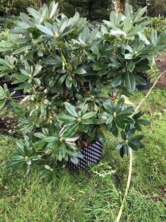 Rhododendron ponticum PAARS 100-120 cm met kluit - afbeelding 11