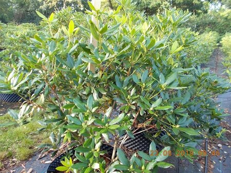 Rhododendron ponticum PAARS 100-120 cm met kluit - afbeelding 12