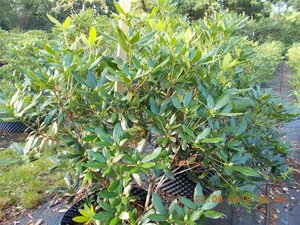 Rhododendron ponticum PAARS 100-120 cm met kluit - afbeelding 12
