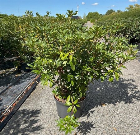Rhododendron ponticum PAARS 100-125 cm cont. 25L - afbeelding 2