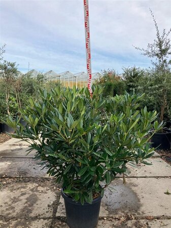 Rhododendron ponticum PAARS 100-125 cm cont. 45L - image 3