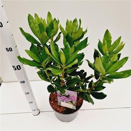 Rhododendron ponticum PAARS 30-40 cm cont. 5,0L - afbeelding 2