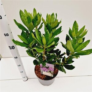 Rhododendron ponticum PAARS 30-40 cm cont. 5,0L - afbeelding 2