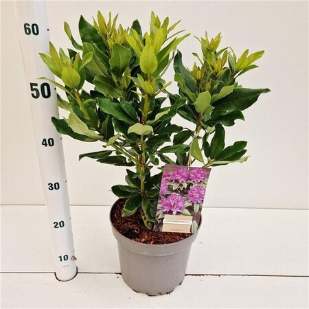 Rhododendron ponticum PAARS 30-40 cm cont. 5,0L - afbeelding 3