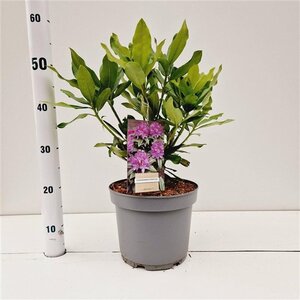 Rhododendron ponticum PAARS 30-40 cm cont. 5,0L - afbeelding 4