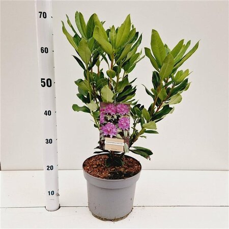 Rhododendron ponticum PAARS 30-40 cm cont. 5,0L - afbeelding 5