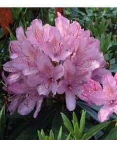 Rhododendron ponticum PAARS 40-50 cm cont. 4,0L - afbeelding 2