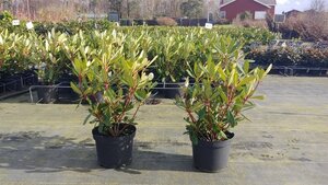 Rhododendron ponticum PAARS 40-50 cm cont. 5,0L - afbeelding 3
