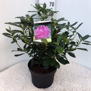 Rhododendron ponticum PAARS 50-60 cm cont. 10L - afbeelding 2