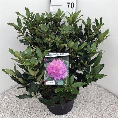 Rhododendron ponticum PAARS 50-60 cm cont. 10L - afbeelding 3