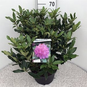 Rhododendron ponticum PAARS 50-60 cm cont. 10L - afbeelding 3