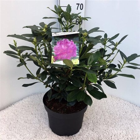 Rhododendron ponticum PAARS 50-60 cm cont. 10L - afbeelding 2