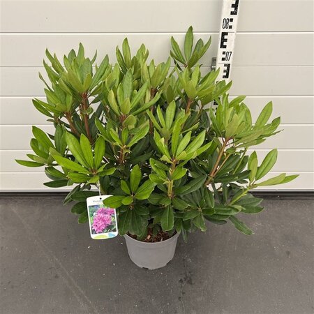 Rhododendron ponticum PAARS 50-60 cm cont. 7,5L - afbeelding 4
