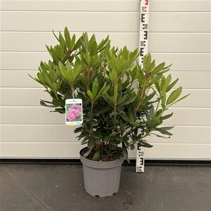 Rhododendron ponticum PAARS 50-60 cm cont. 7,5L - afbeelding 3