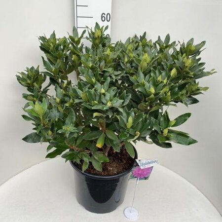 Rhododendron ponticum PAARS 60-80 cm cont. 20L - afbeelding 4