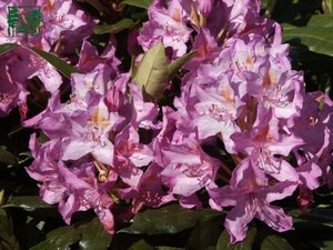 Rhododendron ponticum PAARS 60-80 cm cont. 20L
