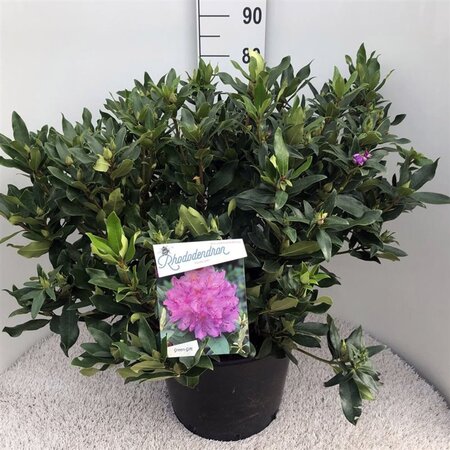 Rhododendron ponticum PAARS 70-80 cm cont. 30L - image 1