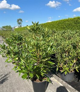 Rhododendron ponticum PAARS 80-100 cm cont. 15L - afbeelding 2