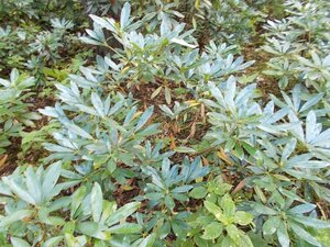 Rhododendron ponticum PAARS 80-100 cm met kluit - afbeelding 11