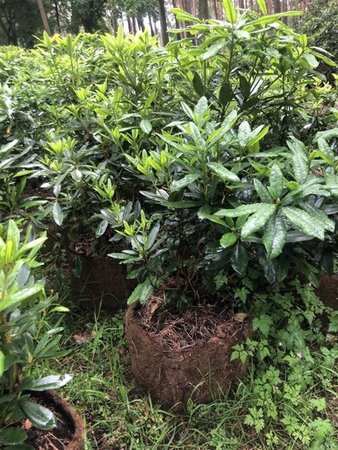 Rhododendron ponticum PAARS 80-100 cm met kluit - afbeelding 10