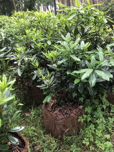 Rhododendron ponticum PAARS 80-100 cm met kluit - afbeelding 10