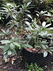 Rhododendron ponticum PAARS 80-100 cm met kluit - afbeelding 5