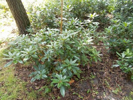 Rhododendron ponticum PAARS 80-100 cm met kluit - afbeelding 13