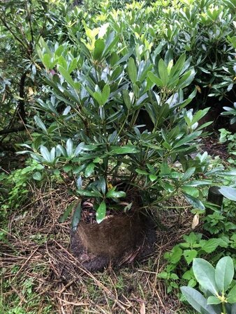 Rhododendron ponticum PAARS 80-100 cm met kluit - afbeelding 9