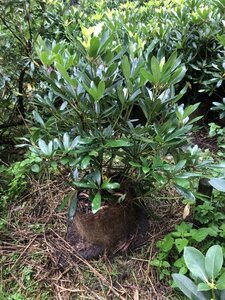 Rhododendron ponticum PAARS 80-100 cm met kluit - afbeelding 9