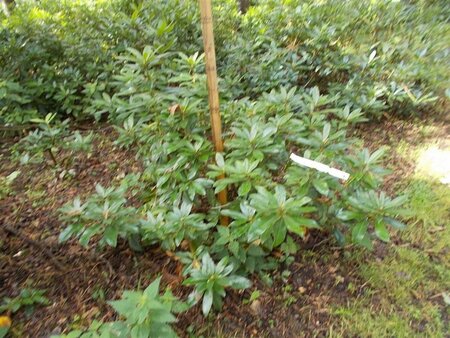 Rhododendron ponticum PAARS 80-100 cm met kluit - afbeelding 12