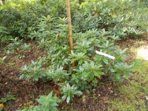 Rhododendron ponticum PAARS 80-100 cm met kluit - afbeelding 12