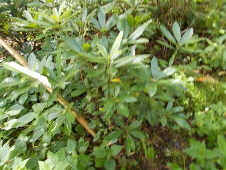 Rhododendron ponticum PAARS 80-100 cm met kluit - afbeelding 8