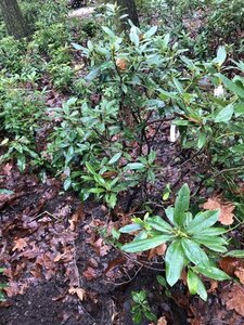 Rhododendron ponticum PAARS 80-100 cm met kluit - afbeelding 14