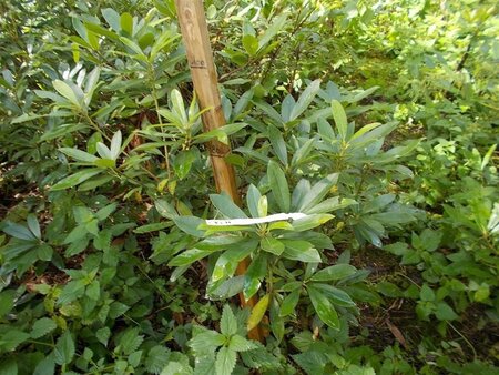 Rhododendron ponticum PAARS 80-100 cm met kluit - afbeelding 7