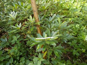 Rhododendron ponticum PAARS 80-100 cm met kluit - afbeelding 7