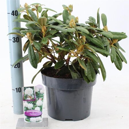Rhododendron (Y) 'Porzellan' WIT 30-40 cm cont. 5,0L - afbeelding 1