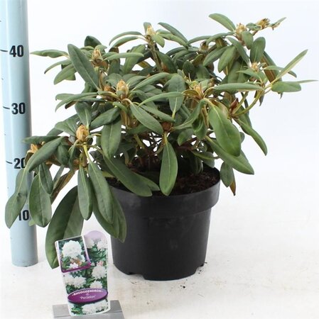 Rhododendron (Y) 'Porzellan' WIT 30-40 cm cont. 5,0L - afbeelding 2