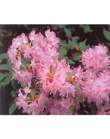 Rhododendron 'Praecox' dwerg BLAUW 25-30 cm cont. 3,0L