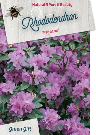 Rhododendron 'Praecox' dwerg BLAUW 40-50 cm cont. 10L - afbeelding 1